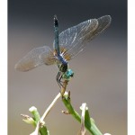 web756img_4423