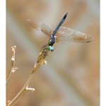 web759img_4426
