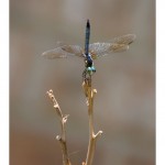 web767img_4452