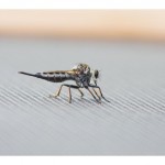 web768img_4460