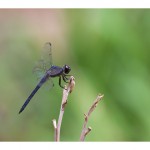 web770img_4467
