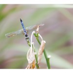web778img_4486