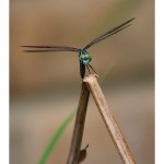 web782img_4494