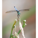 web790img_4515