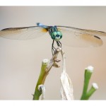 web793img_4522