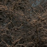 web_7880 web_7880