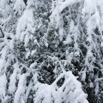 web_7930 web_7930