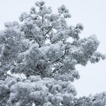 web_7931 web_7931