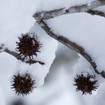 web_7938 web_7938