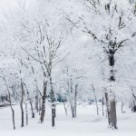 web_7951 web_7951