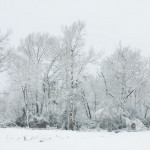 web_7953 web_7953