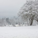 web_7962 web_7962