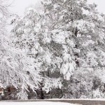 web_7973 web_7973