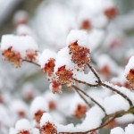 web_7982 web_7982