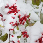 web_7985 web_7985