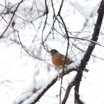 web_8013 web_8013