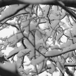 webbw_7912 webbw_7912