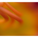 web334IMG_9099