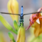 441web_9477