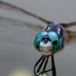 447web_9483