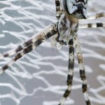 454web_9501