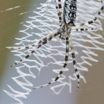 455web_9502