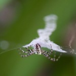 458web_9506