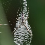 464web_9521