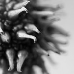 web_9338